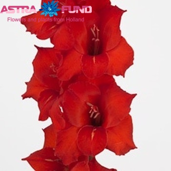 Gladiolus grootbloemig 'Magma' foto