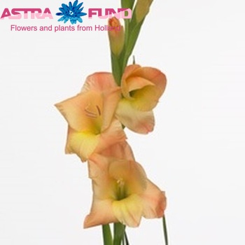 Gladiolus grootbloemig Malacca foto