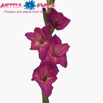 Gladiolus grootbloemig 'Memorial Day' foto
