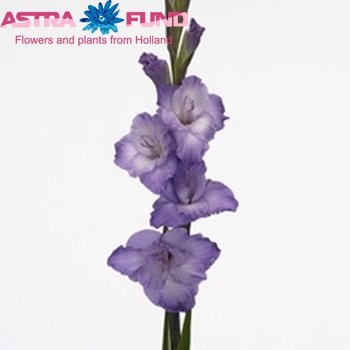 Gladiolus grootbloemig 'Milka' foto
