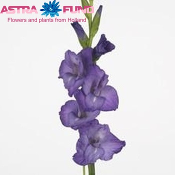 Gladiolus grootbloemig 'Mojito' foto