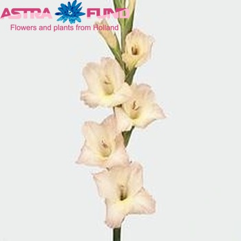 Gladiolus grootbloemig Mon Cher foto