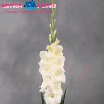 Gladiolus grootbloemig 'Mont Blanc' foto