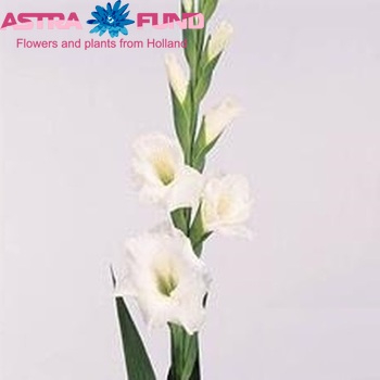 Gladiolus grootbloemig 'New Wave' Foto