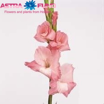 Gladiolus grootbloemig 'Oasis' Foto