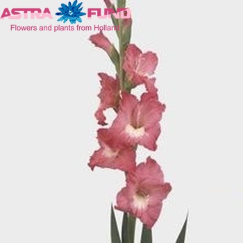 Gladiolus grootbloemig 'Odyssee' Foto