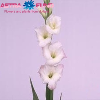 Gladiolus grootbloemig 'Orlando' Foto