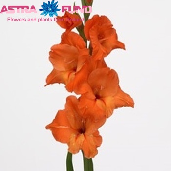 Gladiolus grootbloemig 'Prince of Orange' foto