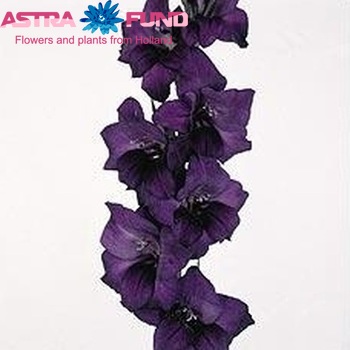 Gladiolus grootbloemig 'Purple Flora' foto