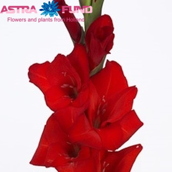 Gladiolus grootbloemig 'Red Balance' Foto