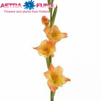 Gladiolus grootbloemig 'Savannah' Foto