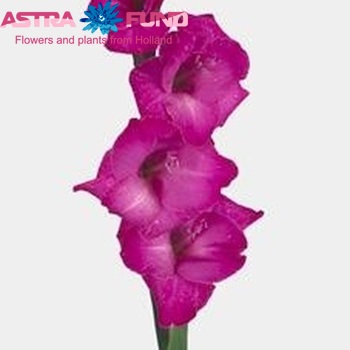 Gladiolus grootbloemig Schelde Foto