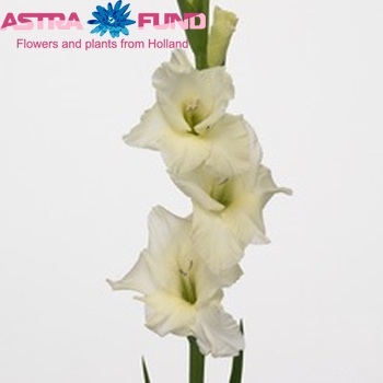 Gladiolus grootbloemig 'Speed Date' Foto