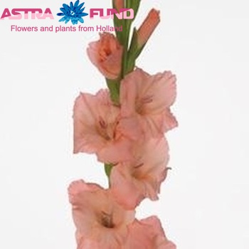 Gladiolus grootbloemig 'Sugar Babe' Foto