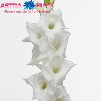 Gladiolus grootbloemig 'Super Star' фото