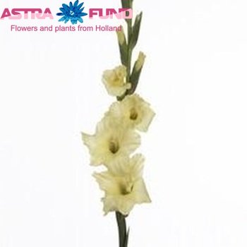 Gladiolus grootbloemig 'Yellow Top' фото