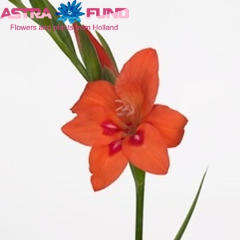 Gladiolus kleinbloemig (Nanus Grp) 'Amanda Mahy' fotografija