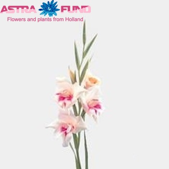 Gladiolus kleinbloemig (Nanus Grp) 'Carine' fotografija