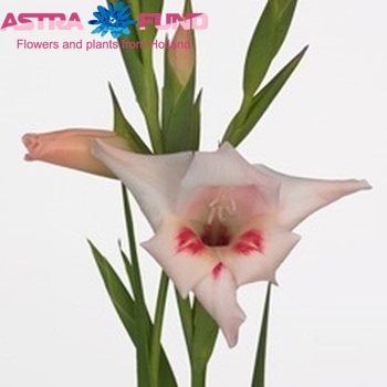 Gladiolus kleinbloemig (Nanus Grp) 'Elvira' fotografija