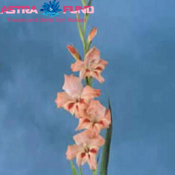 Gladiolus kleinbloemig (Nanus Grp) 'Nathalie' fotografija