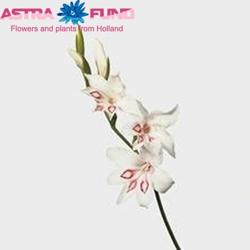 Gladiolus kleinbloemig (Nanus Grp) 'Nymph' fotografija