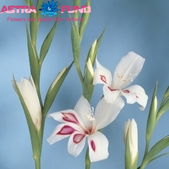 Gladiolus kleinbloemig (Nanus Grp) 'Prins Claus' fotografija