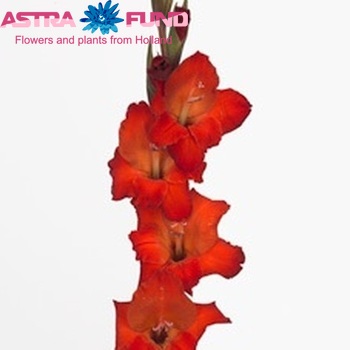 Gladiolus kleinbloemig (Primulinus Grp) 'Atom' fotografija