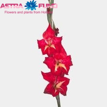 Gladiolus kleinbloemig 'Addi' fotografija