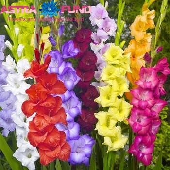 Gladiolus kleinbloemig gemengd fotografija