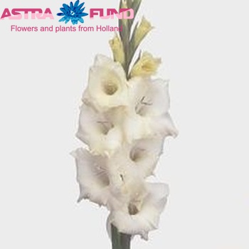 Gladiolus kleinbloemig Glamini Amber fotografija