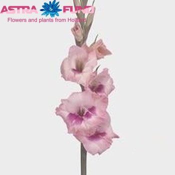 Gladiolus kleinbloemig Glamini Eva fotografija
