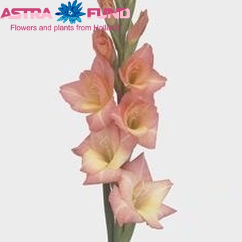 Gladiolus kleinbloemig Glamini Zo? fotografija