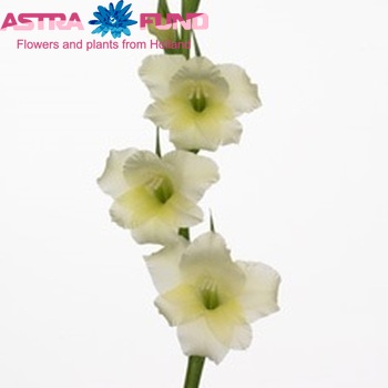 Gladiolus kleinbloemig 'Helena' fotografija
