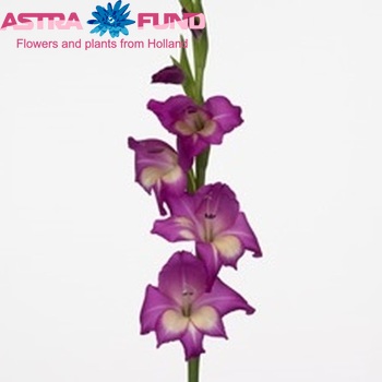 Gladiolus kleinbloemig 'Jasmine' fotografija
