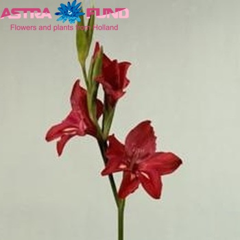 Gladiolus kleinbloemig ramosus 'Robinetta' fotografija