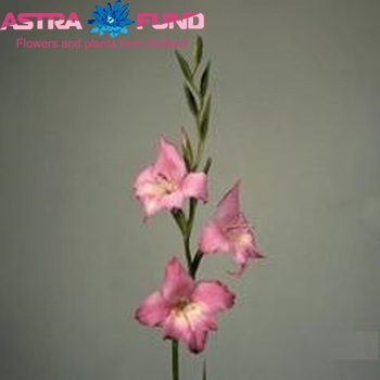 Gladiolus kleinbloemig tubergenii 'Charm' fotografija