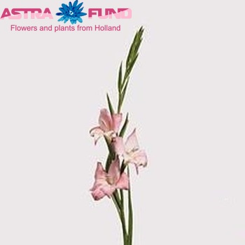 Gladiolus kleinbloemig tubergenii 'Charming Beauty' fotografija