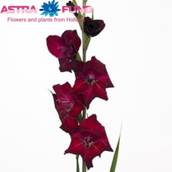 Gladiolus kleinbloemig 'Ursula' Foto