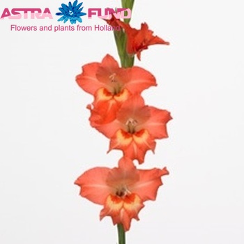 Gladiolus kleinbloemig 'Valda' Foto