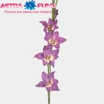 Gladiolus kleinbloemig 'Yamit' Foto