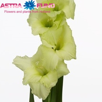 Gladiolus 'Miss Green' Foto