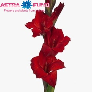 Gladiolus 'Oscar' Foto