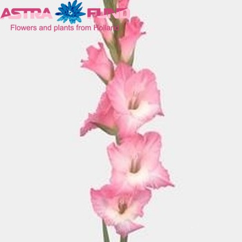 Gladiolus 'San Remo' fotografie