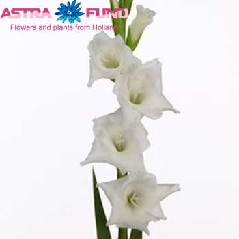Gladiolus 'Snowdon' fotografie