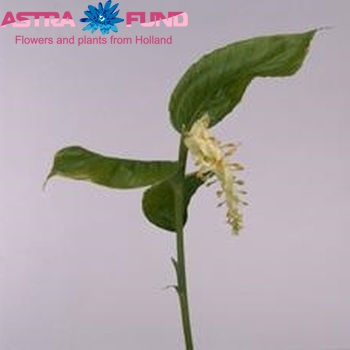 Globba 'Snow Crystal' photo