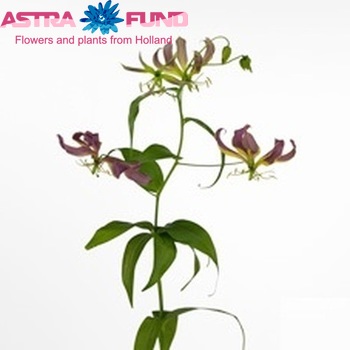 Gloriosa 'Carsonii' (lang) photo