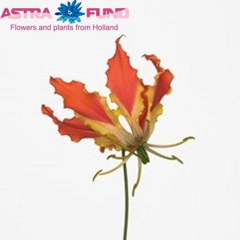Gloriosa 'Exotic Orange' (kort) photo