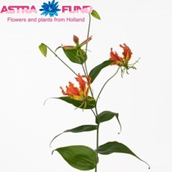 Gloriosa 'Exotic Orange' (lang) photo