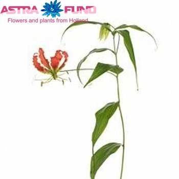 Gloriosa 'Leonella' (lang) photo