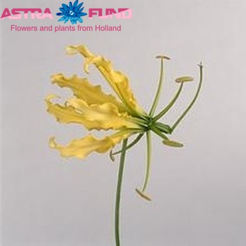 Gloriosa lutea (kort) photo
